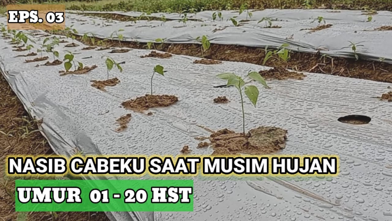 ВЫСАДКА ЧИЛИ В СЕЗОН ДОЖДЕЙ ПРИВОДИТ К ЗАДЕРЖКЕ ИХ РОСТА