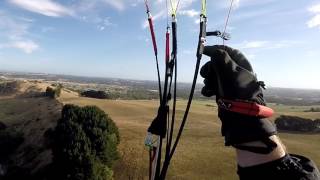 Paragliding with Tasmanian Wedge Tailed Eagles