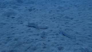 201608   Lanzarote   flounder, goatfish, lizardfish