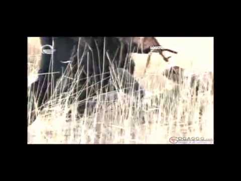 მკიდია \u0026 mkidia