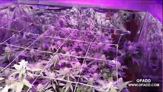 Marijuana Growers Switching To LED Lights! medical marijuana indoor led dwc grow