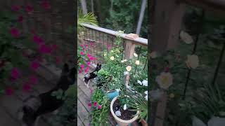 Mini guard dog