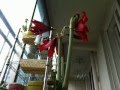 Amaryllis 개화 타임랩스 촬영