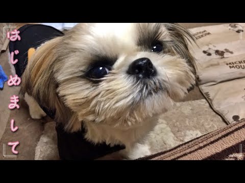 我が家に新入りワンコがやって来た!! チワワとシーズーのミックス犬♪ ShihTzu×Chihuahua