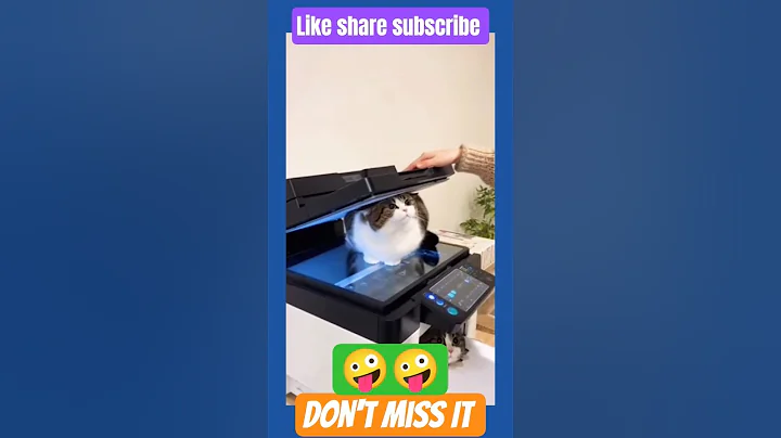 Video 11645191: cats funny pets animals, cat funny pets dog, cats pets animals fun, cat funny pets love, cat cute funny pet