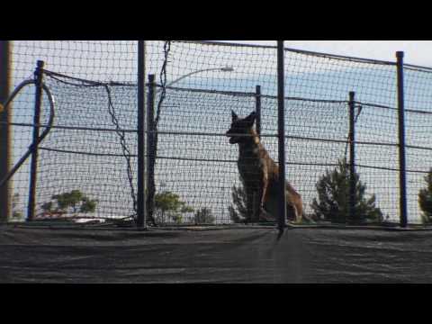 Record Breaking Jump, Malinois, Dock Diving!!