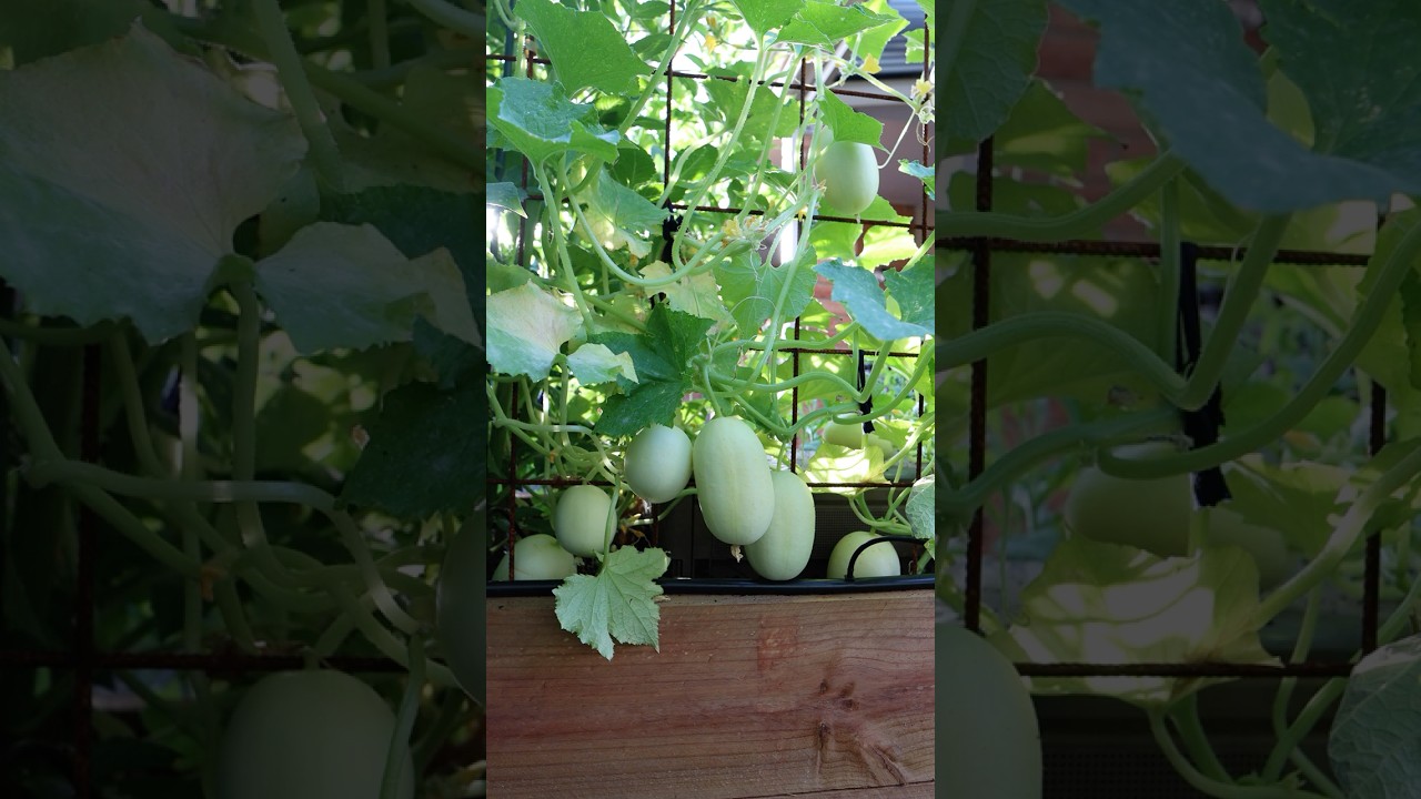 Crystal apple cucumber harvest 🧺 