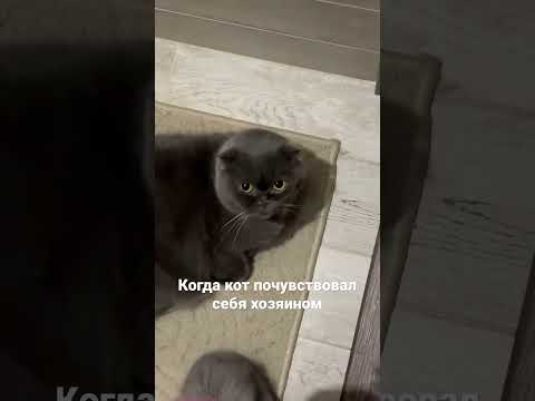 Кот огрызается и шипит