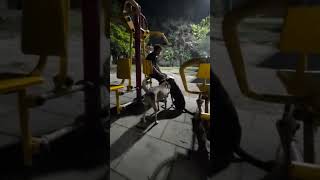 Tu is tarah se meri jindagi me shamil hai❤️#dog #streetdog #animalrescue #shorts #youtubeshorts