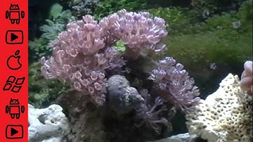 Pulsing Xenia Time Lapse Opening in the morning