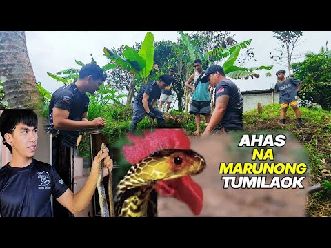TUMITILAOK NA COBRA HULI KAY COBRA PRINCE