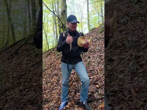 Тихая охота в Сочи!#курортыдляжизни #природа #грибы #сочи