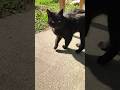 🐈‍⬛🥹 бездомный кот бежит ко мне,вот оно счастье.Тот самый момент.. #котэ  #бездомные #cat