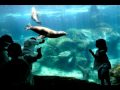 Circadian Rhythm Aquarium