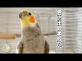 忘れた歌を思い出しヤル気スイッチが入ったときのオカメインコこはく