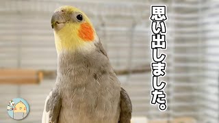 忘れた歌を思い出しヤル気スイッチが入ったときのオカメインコこはく