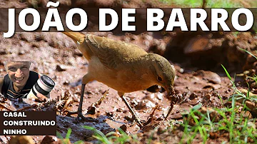 Como o joão-de-barro se comunica?