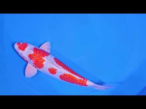 GK-3613 - Kikisui - Tani Koi Farm