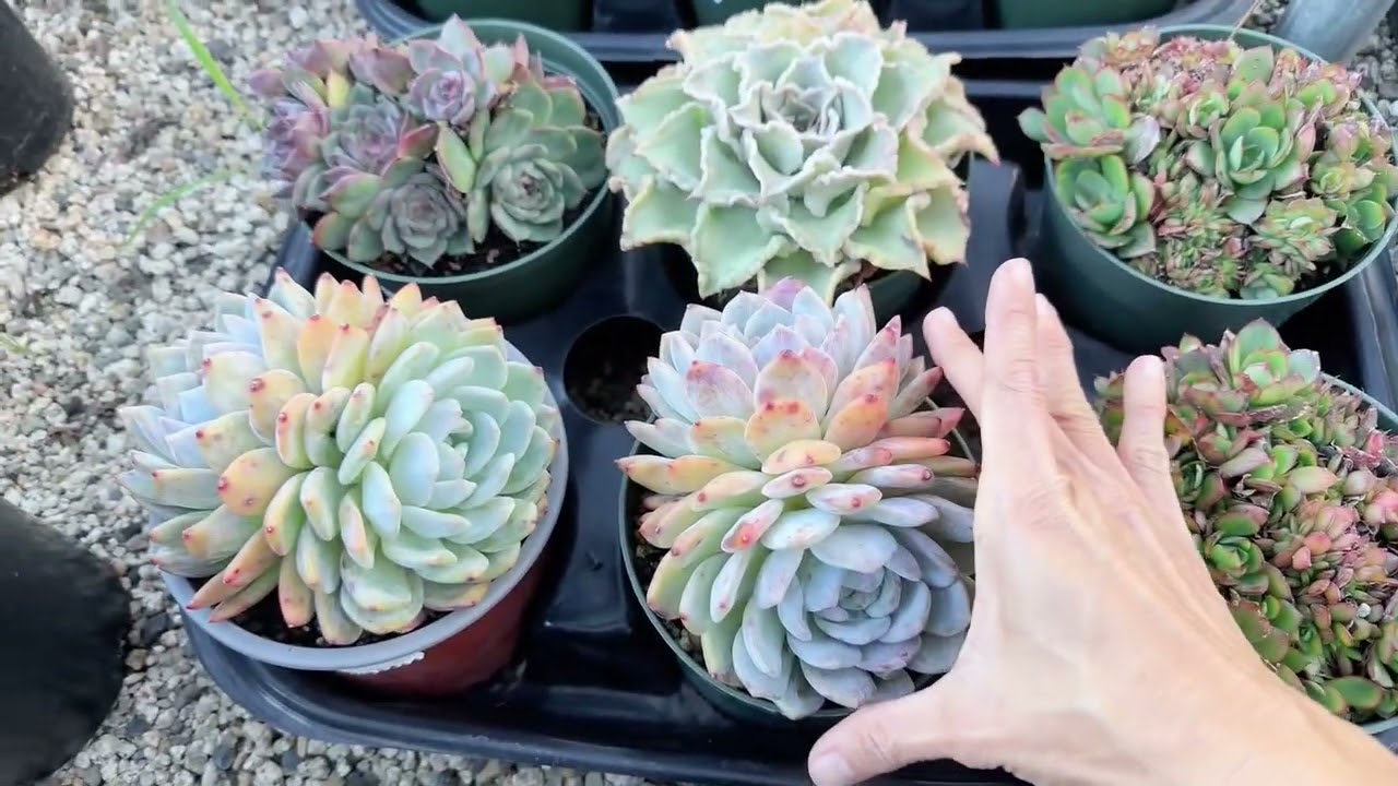 В питомнике Мими продаются эониумы, кактусы и эхеверии. Телефон: 714-489-1876.