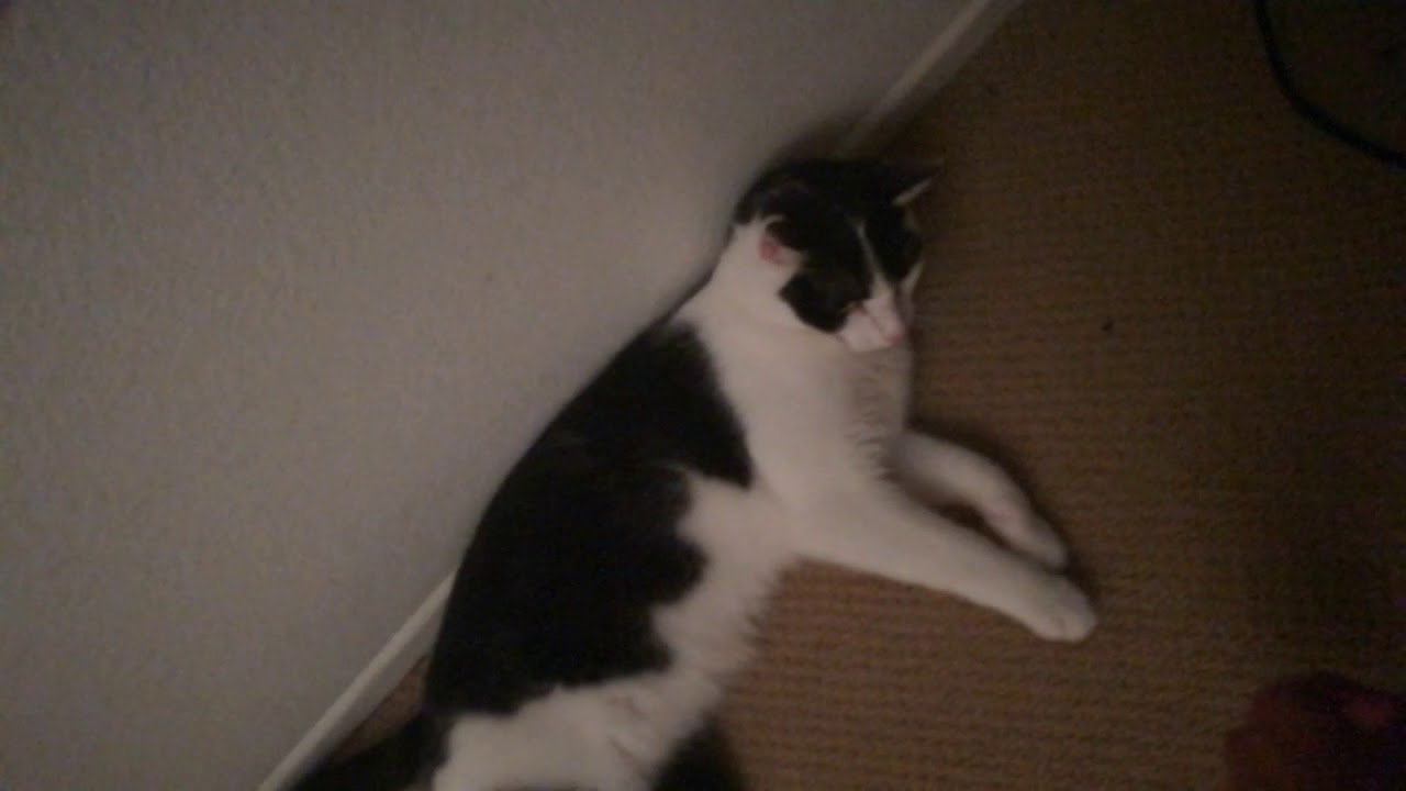 cat falls down and dies a hero's death