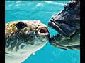 Peces Globo: Bellos, Extraños y Mortales