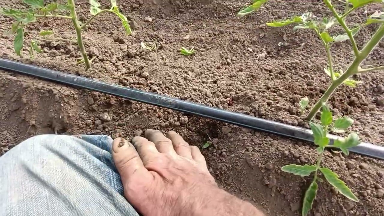 Домати- култучене.Как да поливаме (според развитието им).