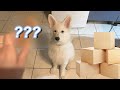 Puppy reacts to box full of new toys