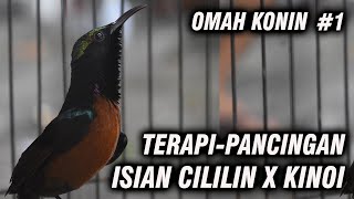 SUARA PANCINGAN + MASTERAN UNTUK KONIN ISIAN CILILIN & KINOI COCOK UNTUK GANTANGAN DAN TERAPI #1