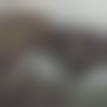 Pitbull Oakley Loves Pussy