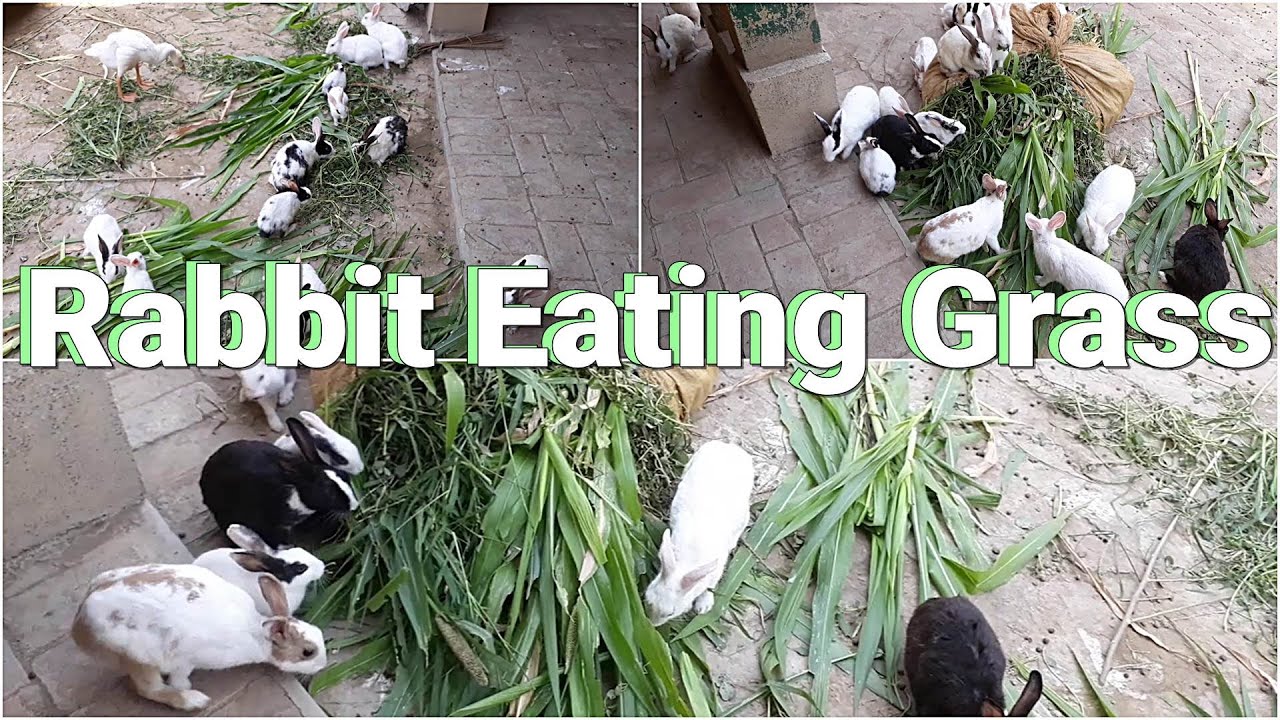 Rabbit Eating Grass Rabbit Food Guide Corn Grass & Millet Grass