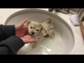Alfonso's Adventures - Maltipoo Puppy - 1st Bath