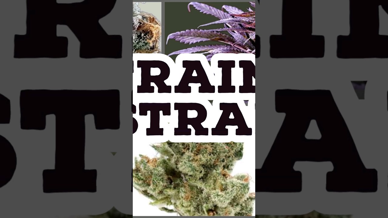 reviewing Australian medical , review Black cherry pie 