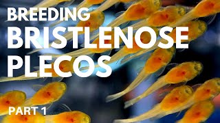 How to Breed Bristlenose Plecos: Getting the Eggs (Part 1)