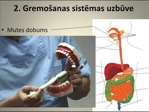 Bioloģija 9. klasei. Gremošanas orgānu sistēma.