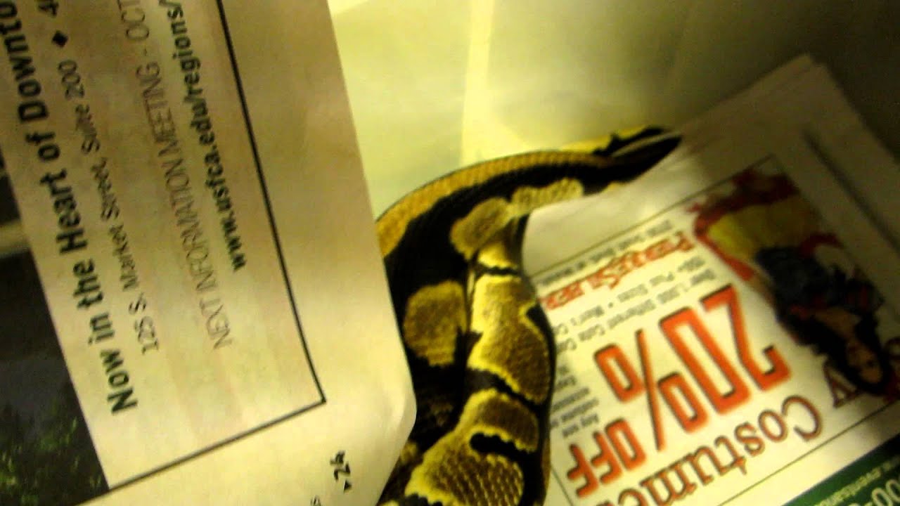 rat snakes in alabama Brian Gundy Shares Lock Up Between Double Het Pied Clowns