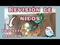 Revisión de nidos | Seguimiento nidadas 2021 | Periquitos Australianos