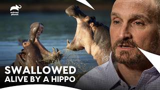 The Man Who Was Swallowed By A Hippo | I Was Prey S2 E4 | Animal Planet India