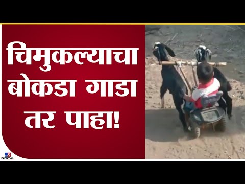 Viral Video | चिमुकल्यानं बोकडांची शर्यत जुंपली अन्...- tv9