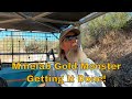 Minelab Gold Monster 1000 and Arizona Gold Nuggets