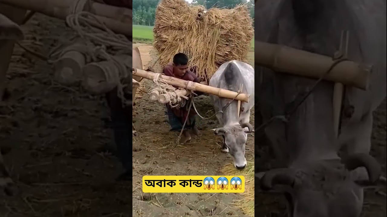 Very difficult but Success Bullocks ride 