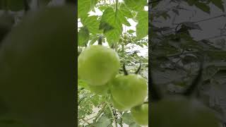 #tomato #polyhousefarming #organic #polyhouse #agriculture #horticulture #farming #supervisor