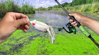 Fishing a SWAMP for Topwater EXPLOSIONS!! (Monster Fish)