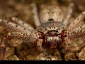 Macro photography compilation Canon 7D MP-E 65mm