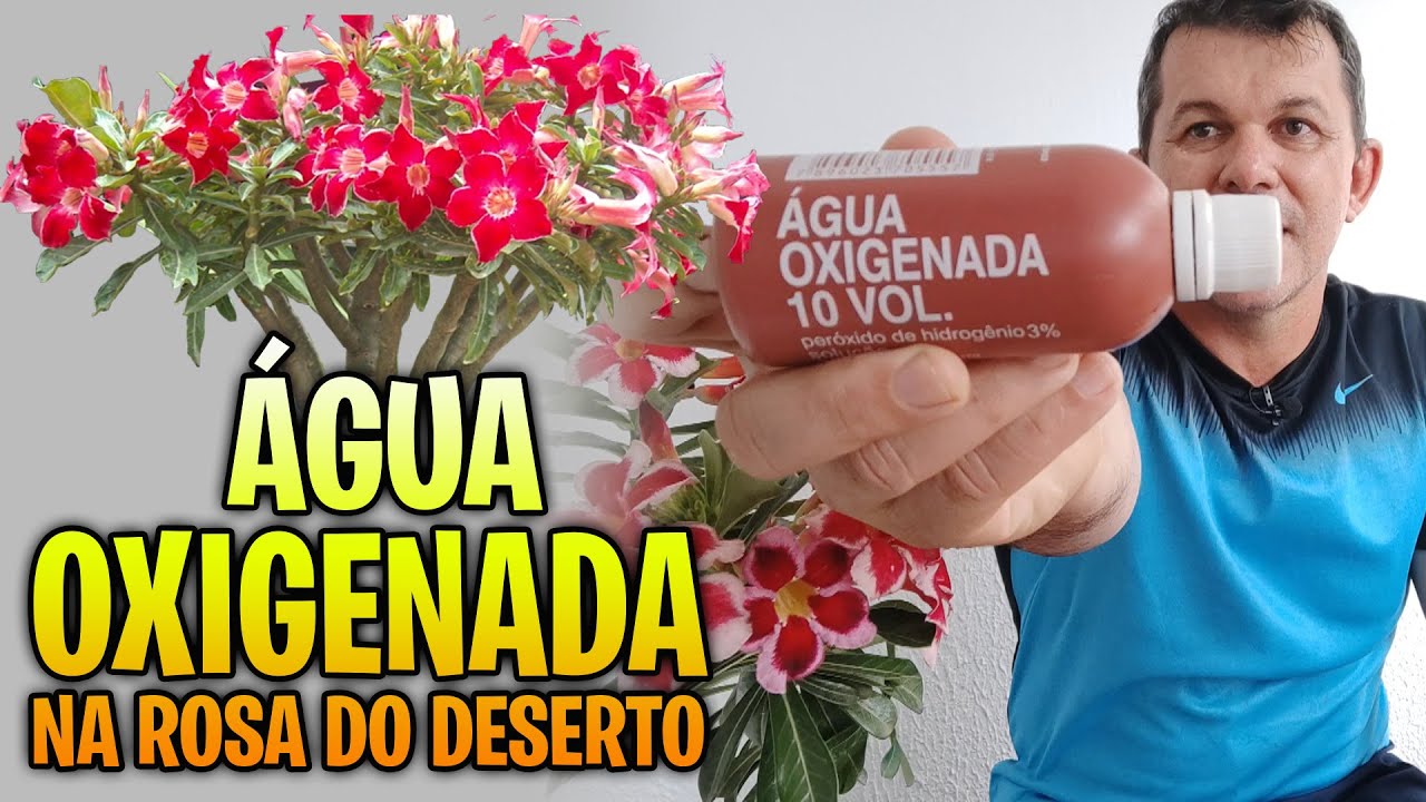 ÁGUA OXIGENADA um santo remédio para ROSA DO DESERTO