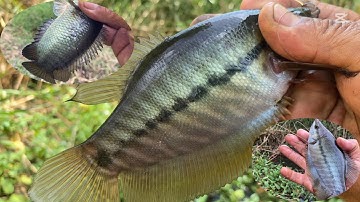 Hành Trình Chinh Phục Cá Sặc Rằn Ở Bù Đốp Tập 5