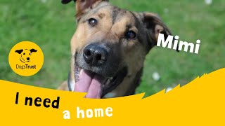 Mimi the clever Crossbreed | Dogs Trust Canterbury