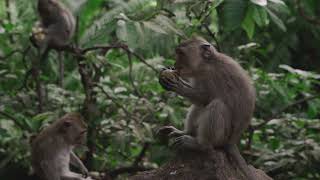 Monkey In Forest - قرد في الغابة | No Copyright Stock Videos - فيديوهات بدون حقوق ملكية
