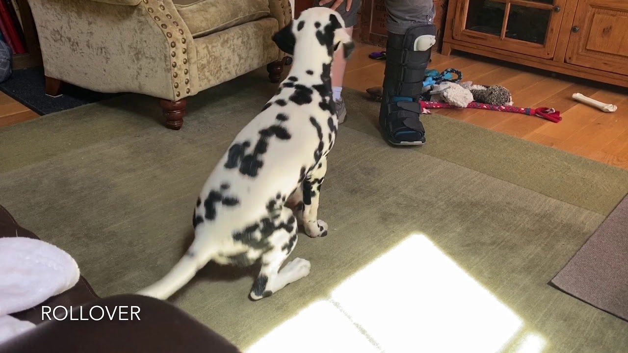 yahtzee-akc-intermediate-trick-dog-youtube