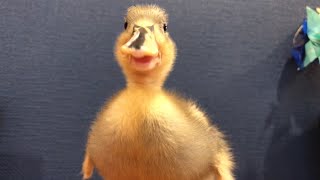 The First Baby Of Choko And Chotchy At 11 Days After Birth. (Our Pet Call Duck)