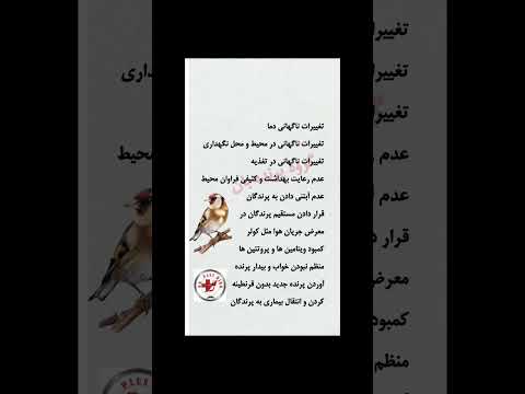 تولک یا لک رفتن پرندگان بهترین تغذیه سهره عشق تغذیه مردانگی آرزو قناری اواز بهترین